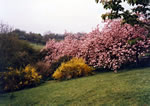 Cherries & Forsythia 1984.