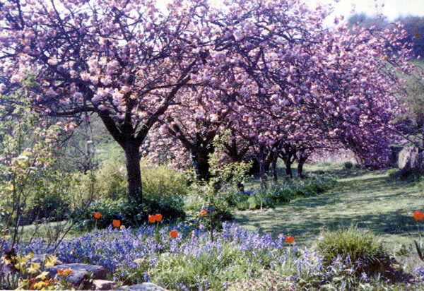 The eight pink cherries at their peak in 1980s. Planted in 
September 1937 