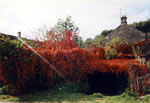 Autumn Corner