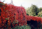 Autumn Corner