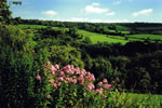 View across the Valley from The Mead front garden; "Whilst shepperds watch their FLOCKS by night, gardeners watch their FLOX by day"!!