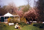 Cherry blossom time with the Irving Family of Garden Cottage.