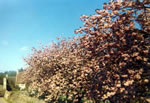 More cherry trees...