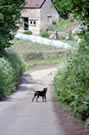 Digby jun. on road next The Mead with SandybankFarm in background; strawberries, raspberries and summer pudding fruit galore picked from here for hungry customers'!