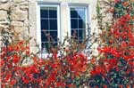 Spring japonica around Garden Cottage