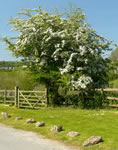 A series of photos of St. Catherine's Court and the nearby valley by Ernie Everest.