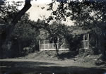 The Tea Pavilion 1966, rescued from 'Jungle' & before 1970 Tea Gardens 'Re-awakening'.